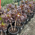 黑法师莲花掌 Black Rose Aeonium