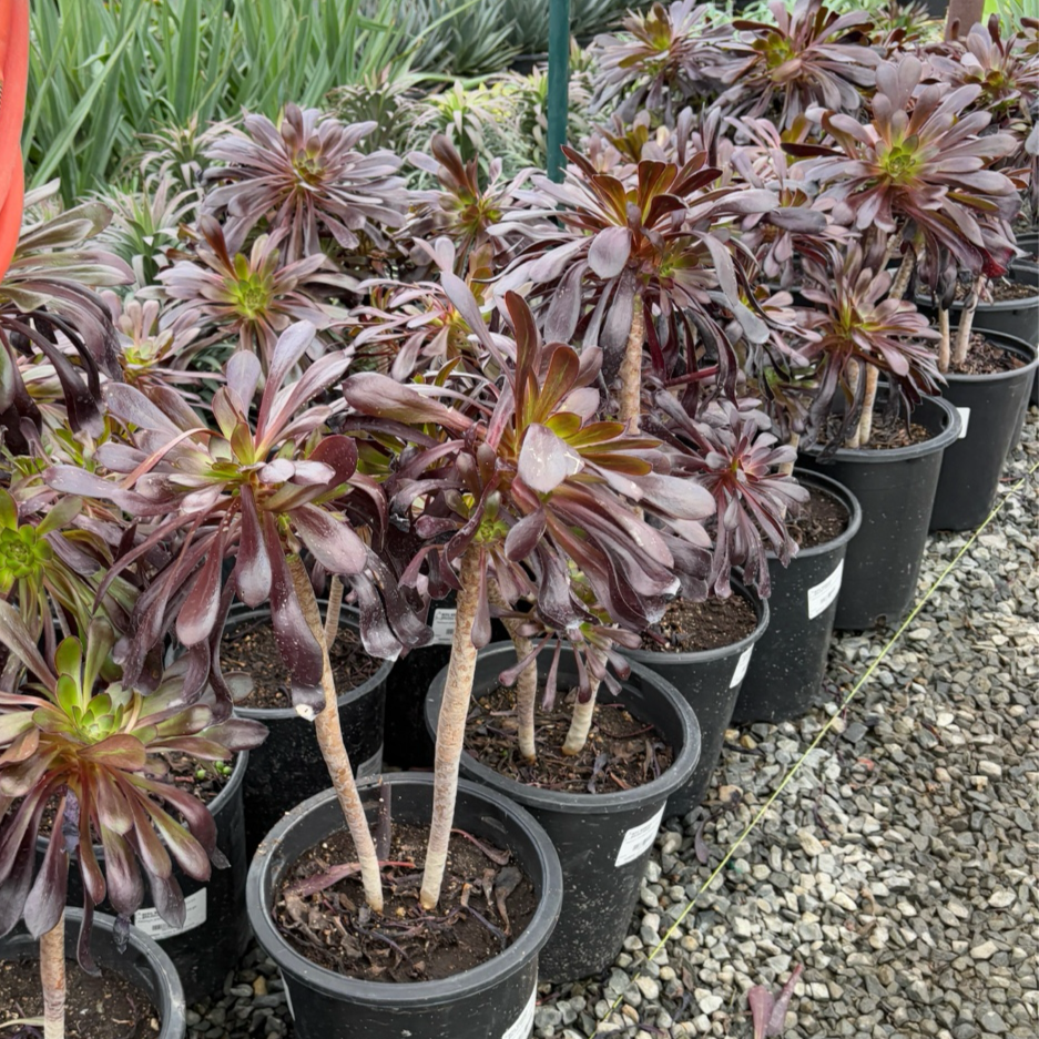 黑法师莲花掌 Black Rose Aeonium