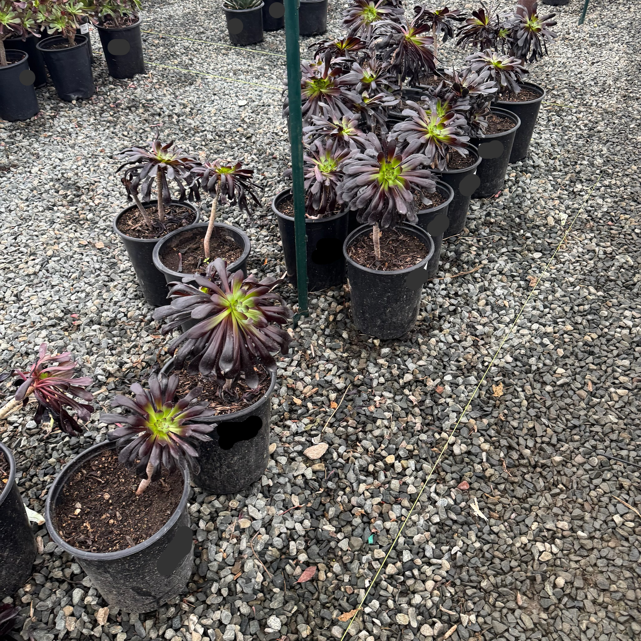 黑法师莲花掌 Black Rose Aeonium