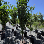 黑鞑靼甜樱桃 Black Tartarian Cherry
