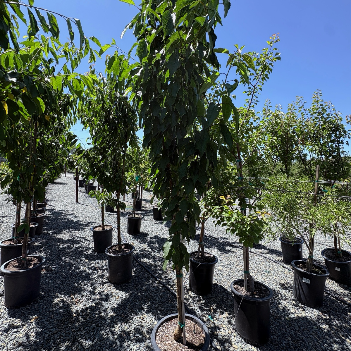 黑鞑靼甜樱桃 Black Tartarian Cherry