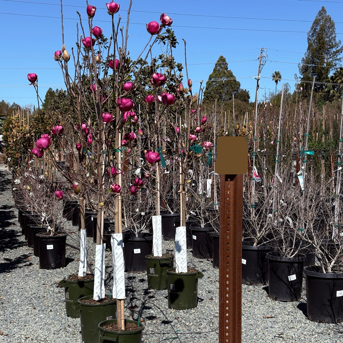 黑郁金香玉兰 Black Tulip™️  Saucer Magnolia