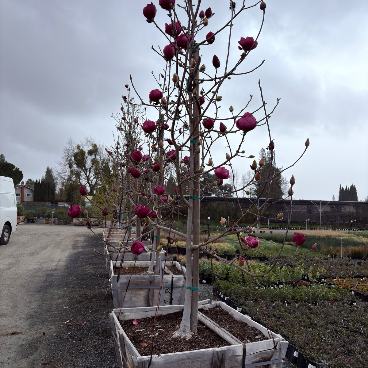黑郁金香玉兰 Black Tulip™️  Saucer Magnolia