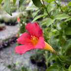 红钟藤-红花 Blood Red Trumpet Vine