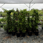 红钟藤-红花 Blood Red Trumpet Vine