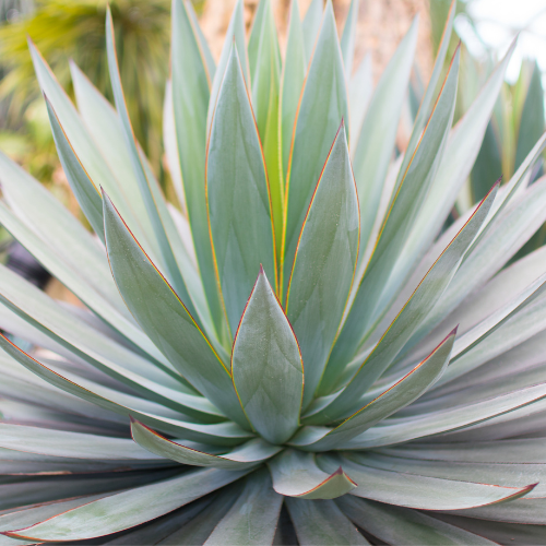Agave 'Blue Glow'