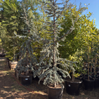 北非雪松 Blue Atlas Cedar