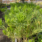 菊科-翡翠松 Blue Chalk Fingers