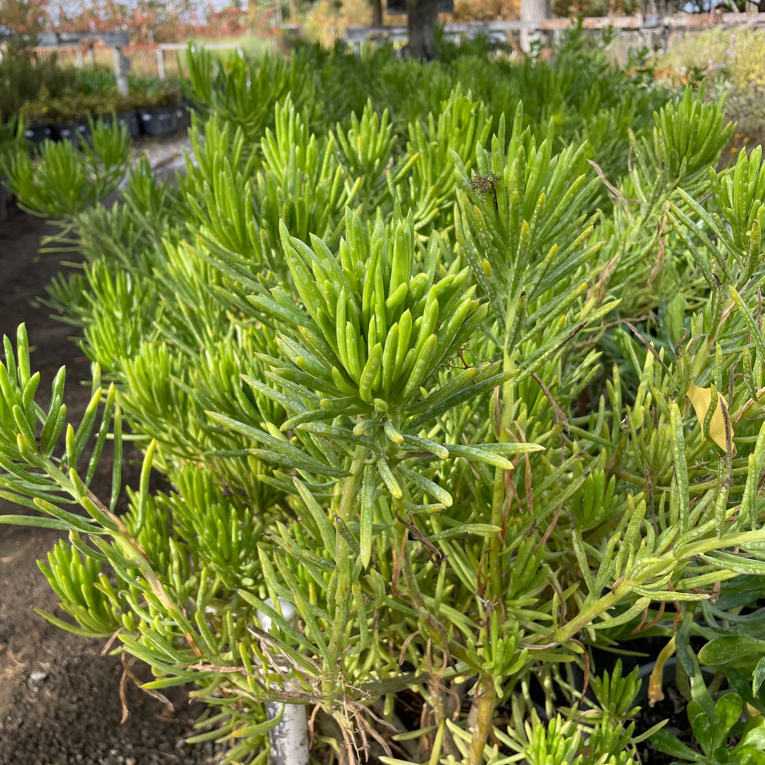 菊科-翡翠松 Blue Chalk Fingers