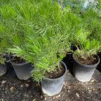 菊科-翡翠松 Blue Chalk Fingers