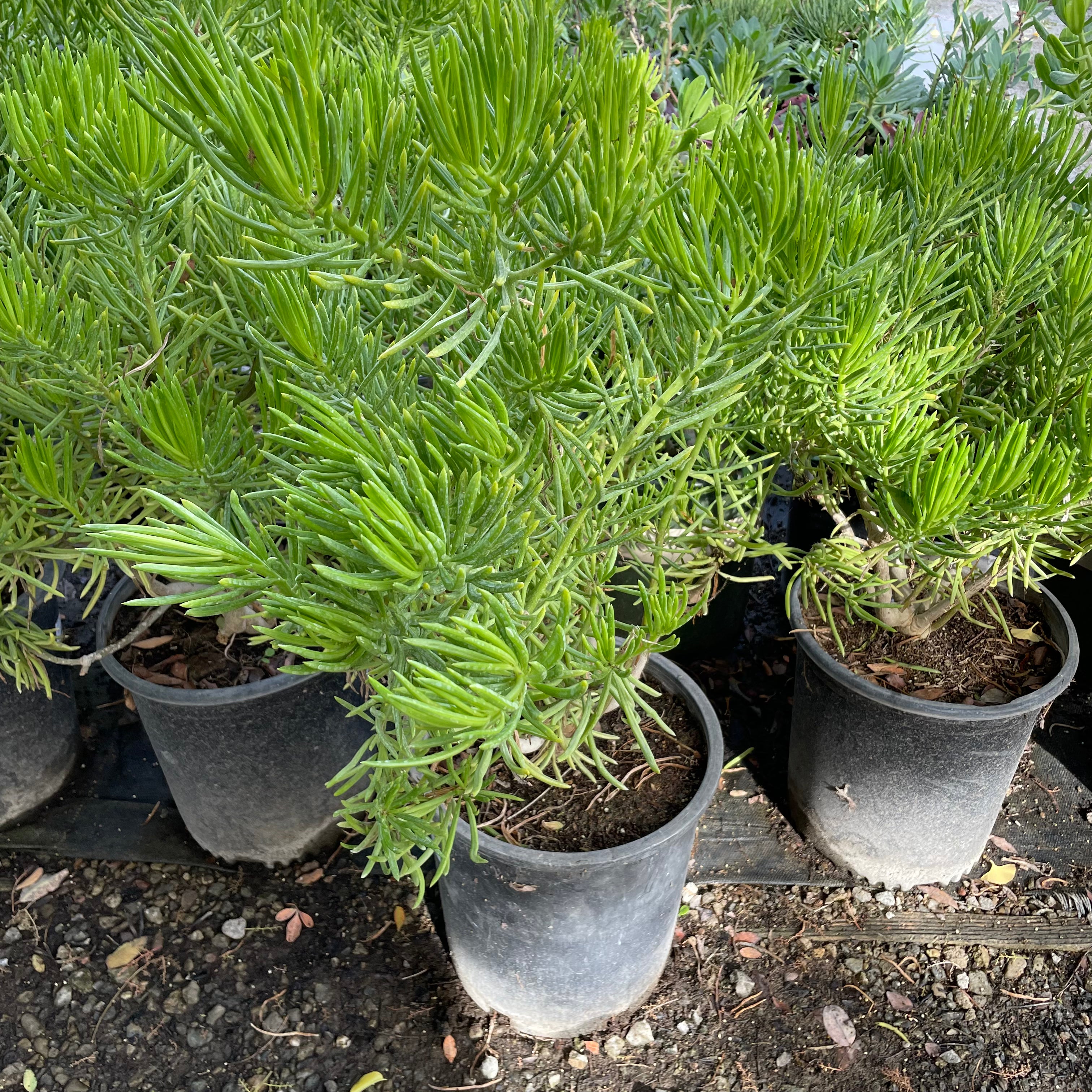 菊科-翡翠松 Blue Chalk Fingers