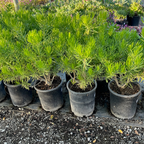 菊科-翡翠松 Blue Chalk Fingers