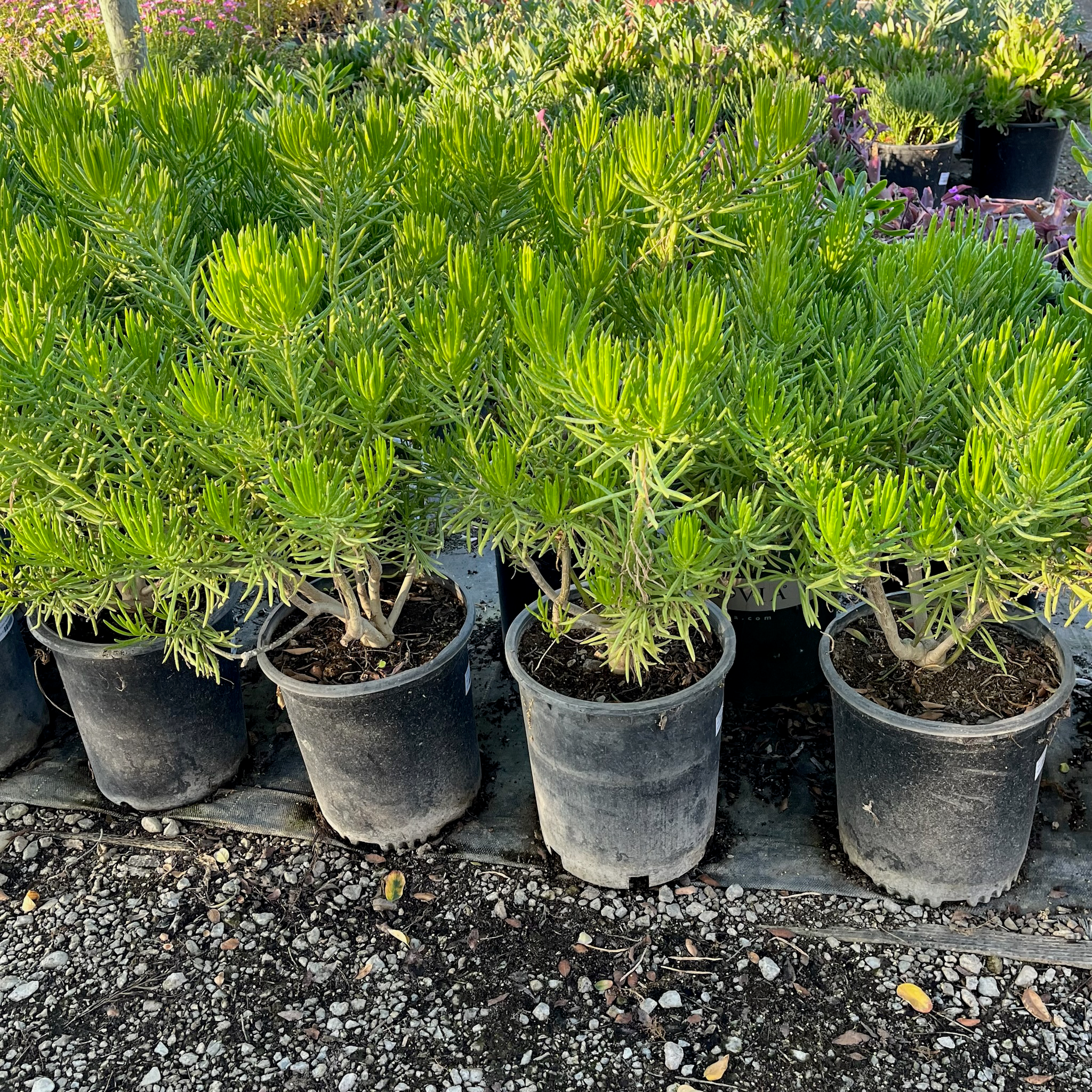 菊科-翡翠松 Blue Chalk Fingers