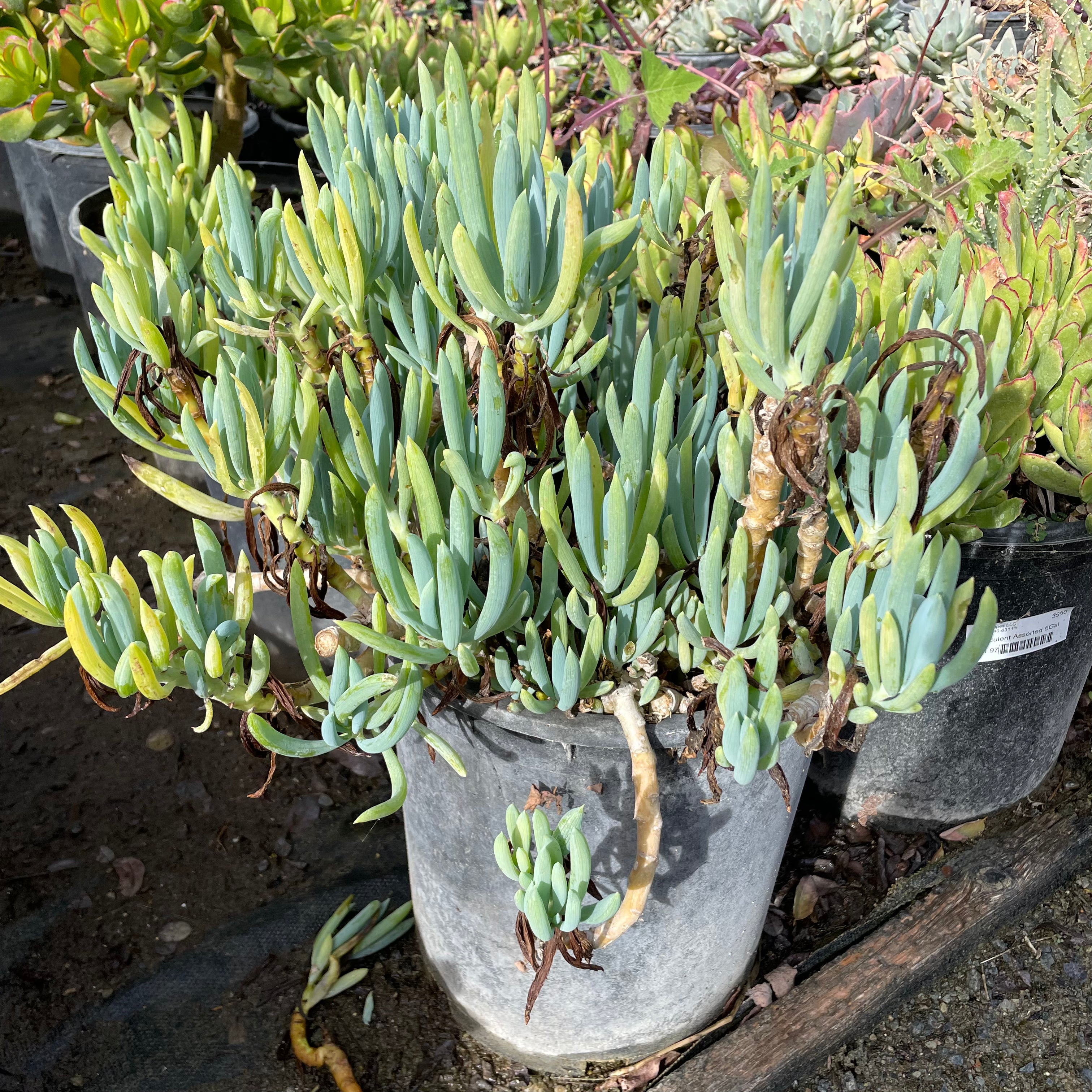 菊科-蓝松 Blue Chalk Sticks