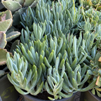 菊科-蓝松 Blue Chalk Sticks