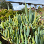 菊科-蓝松 Blue Chalk Sticks