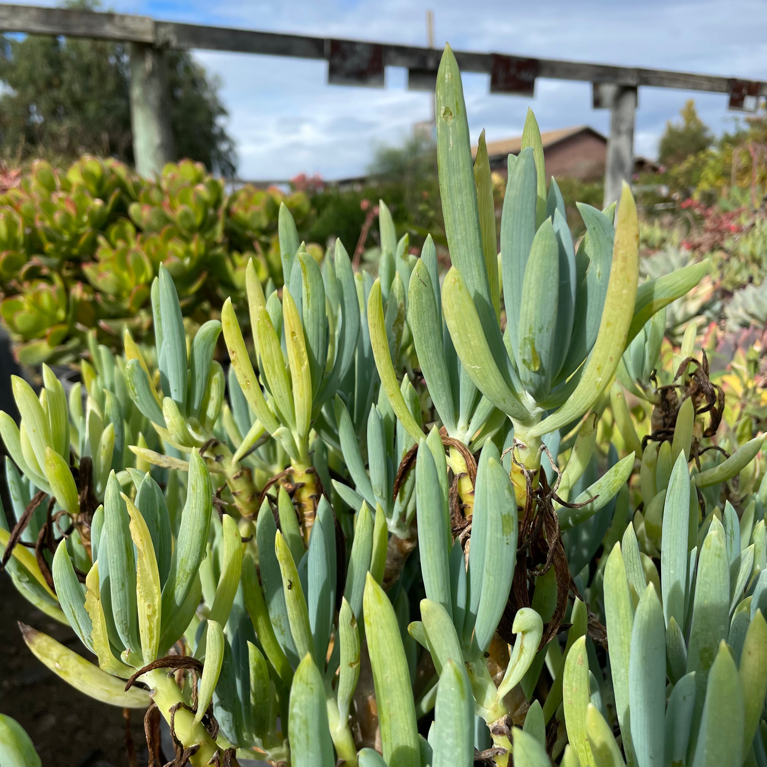 菊科-蓝松 Blue Chalk Sticks