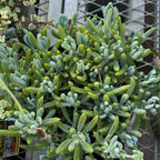 菊科-蓝松 Blue Chalk Sticks