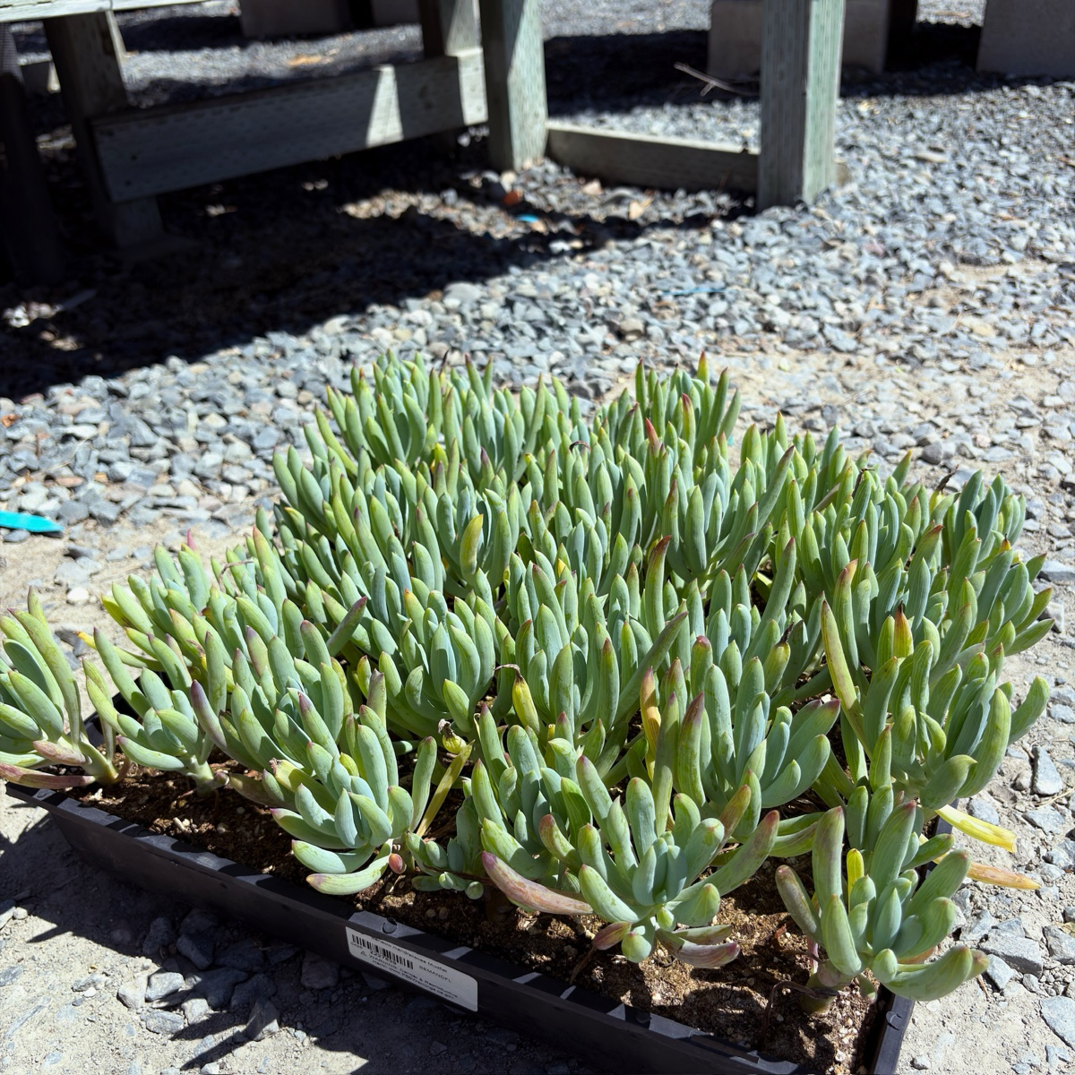 菊科-蓝松 Blue Chalk Sticks