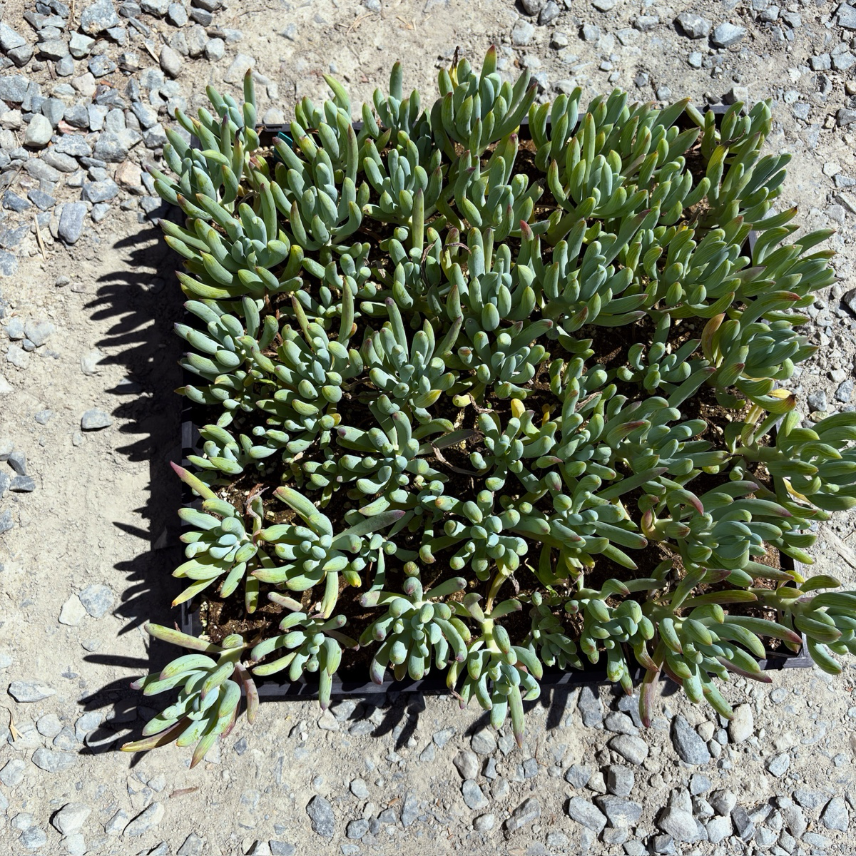 菊科-蓝松 Blue Chalk Sticks