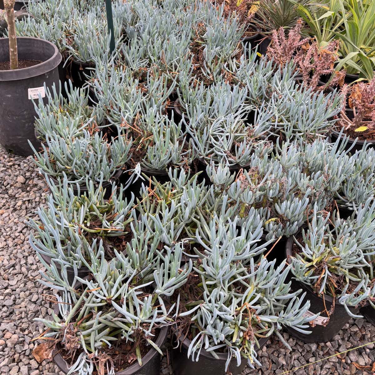 菊科-蓝松 Blue Chalk Sticks