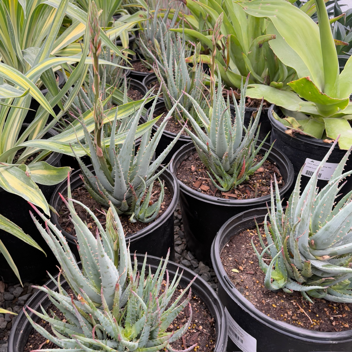 蓝精灵芦荟 Blue Elf Aloe