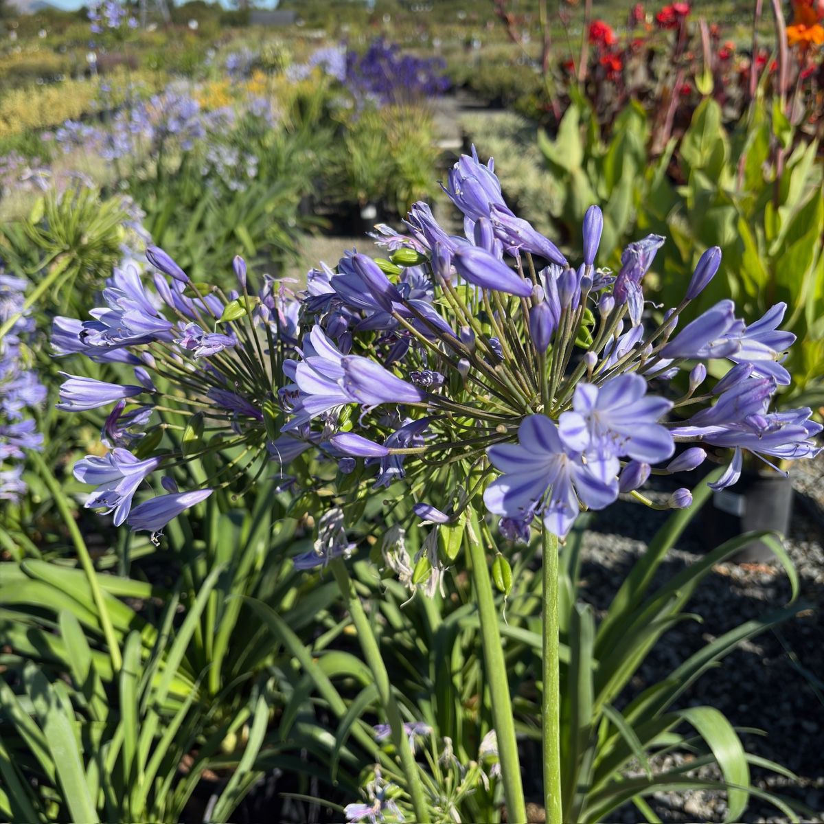 百子莲 Blue Lily of the Nile