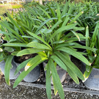 百子莲 Blue Lily of the Nile