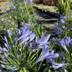 百子莲 Blue Lily of the Nile