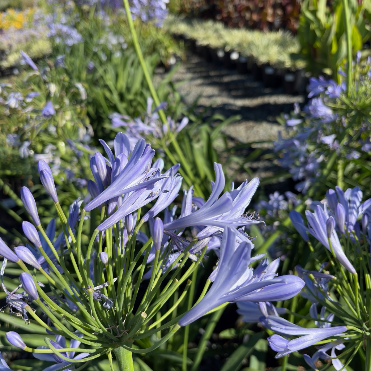 百子莲 Blue Lily of the Nile