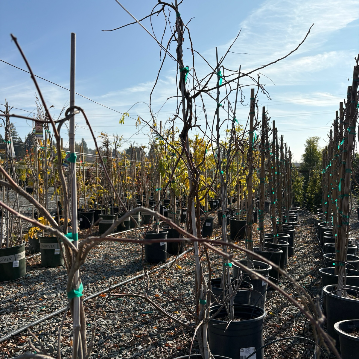 蓝月亮美国紫藤 Blue Moon Kentucky Wisteria