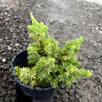 杜松 Blue Pacific Shore Juniper