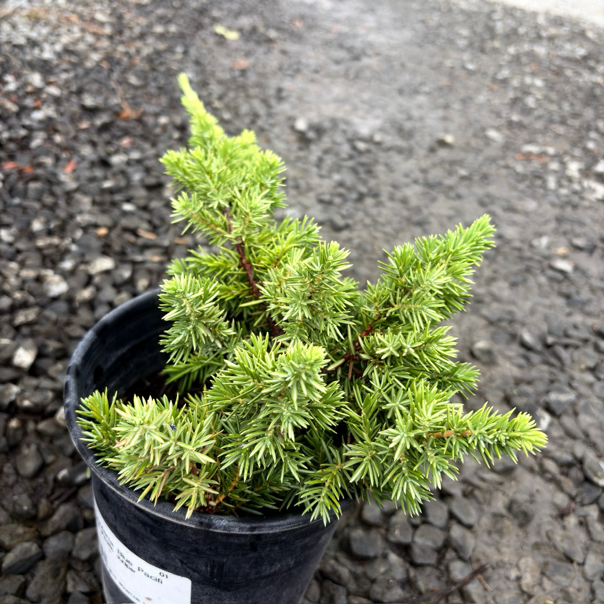 杜松 Blue Pacific Shore Juniper