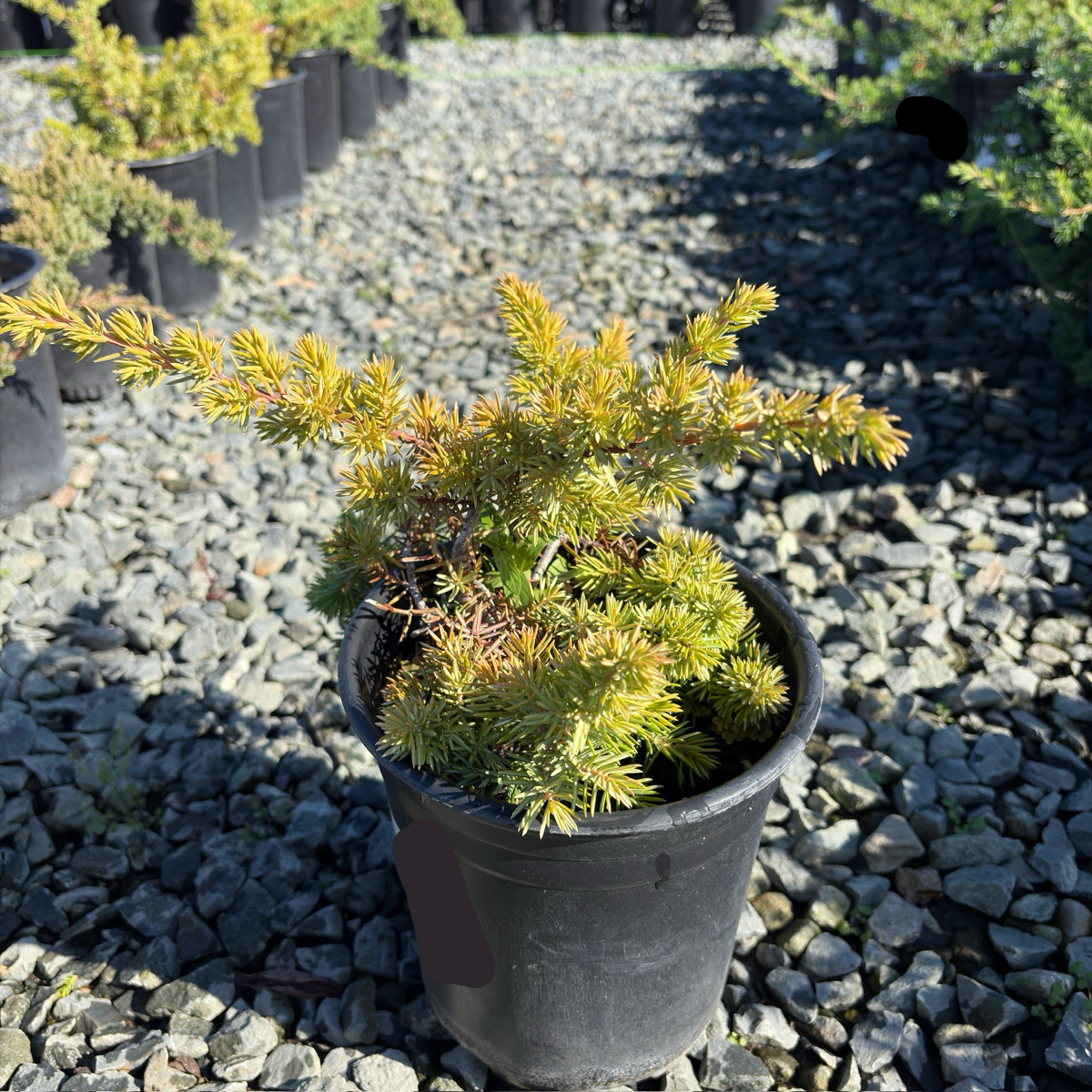 杜松 Blue Pacific Shore Juniper-3