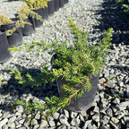 杜松 Blue Pacific Shore Juniper-2
