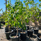 菩提树 Bodihi Tree