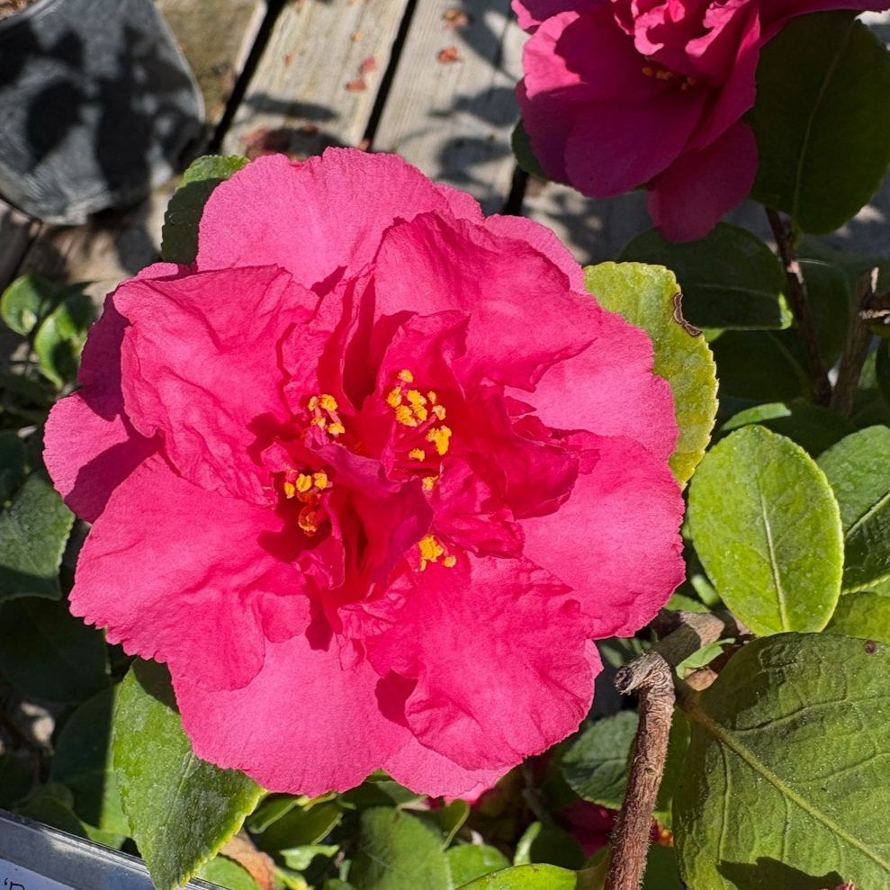 财神茶梅 Bonanza Camellia