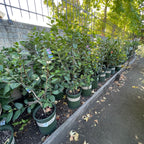 财神茶梅 Bonanza Camellia