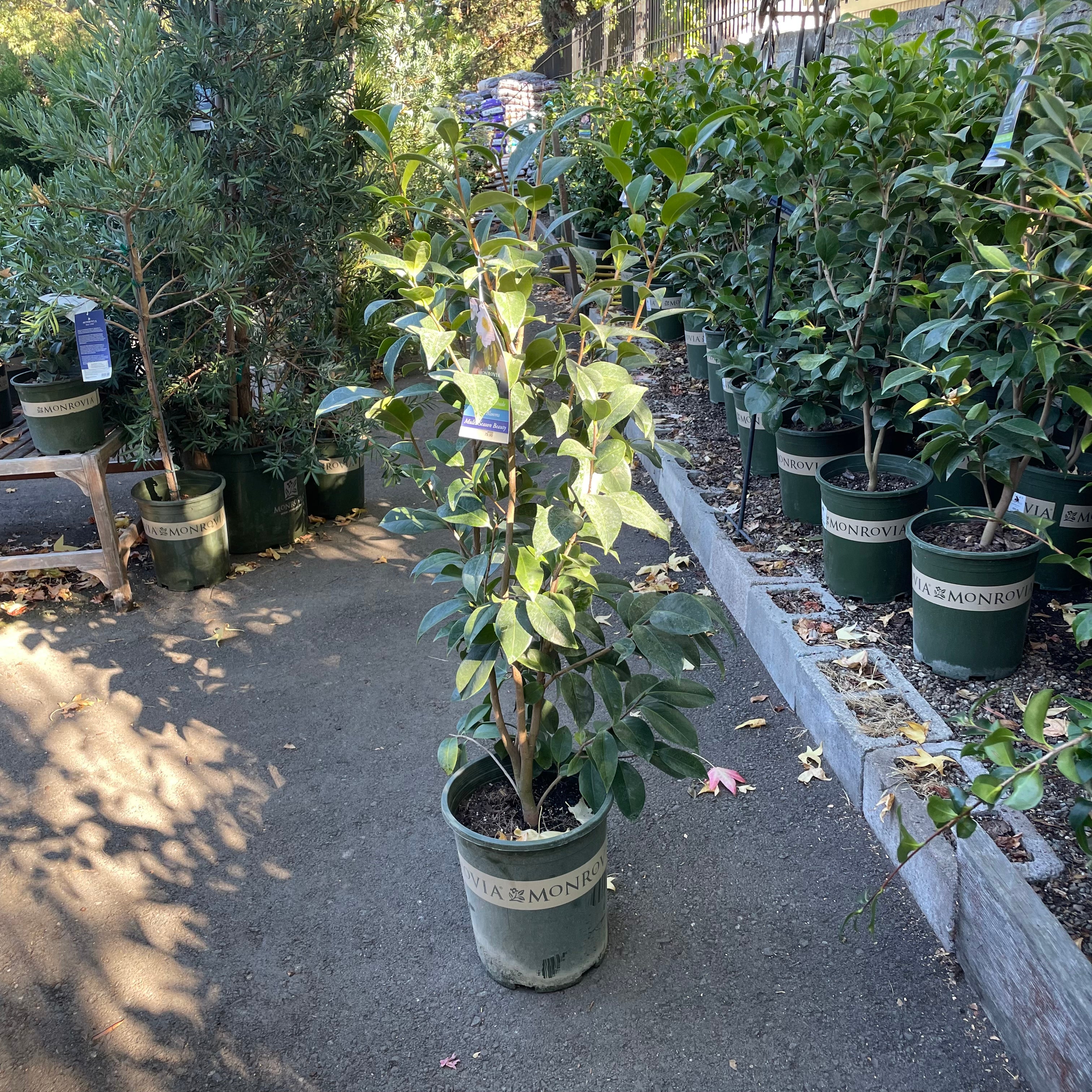 财神茶梅 Bonanza Camellia