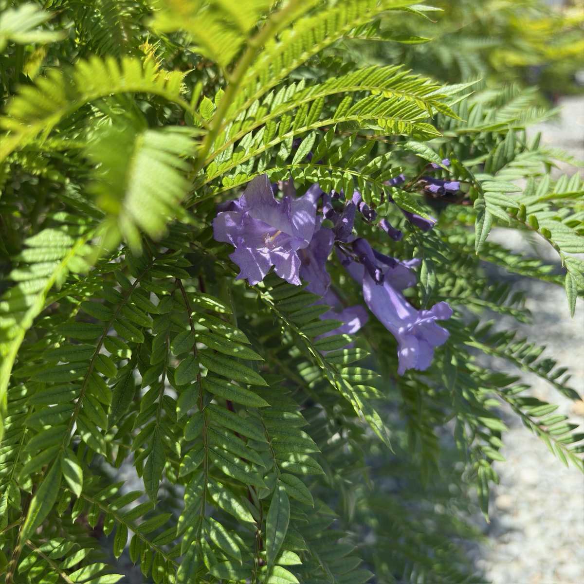矮化蓝花楹 Bonsai Blue Dwarf Jacaranda
