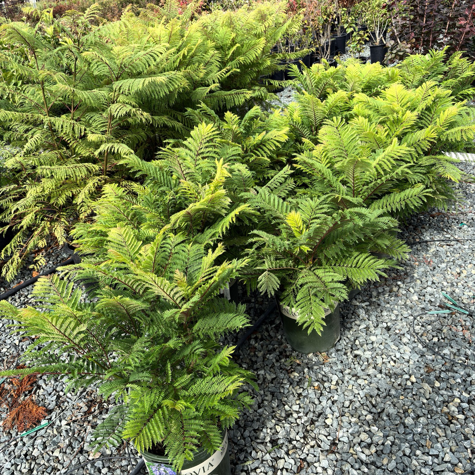 矮化蓝花楹 Bonsai Blue Dwarf Jacaranda