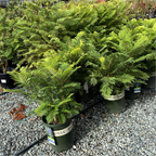 矮化蓝花楹 Bonsai Blue Dwarf Jacaranda