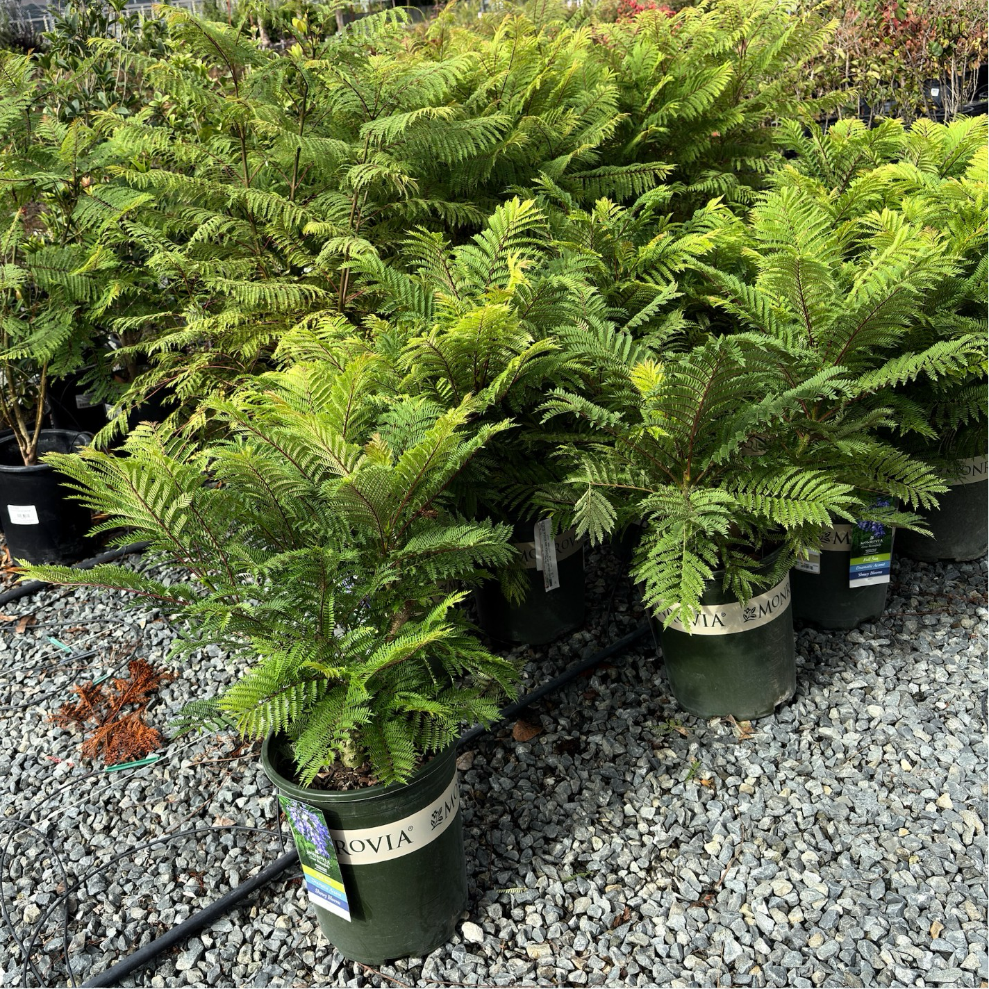 矮化蓝花楹 Bonsai Blue Dwarf Jacaranda