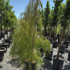 金合欢 Bower Wattle