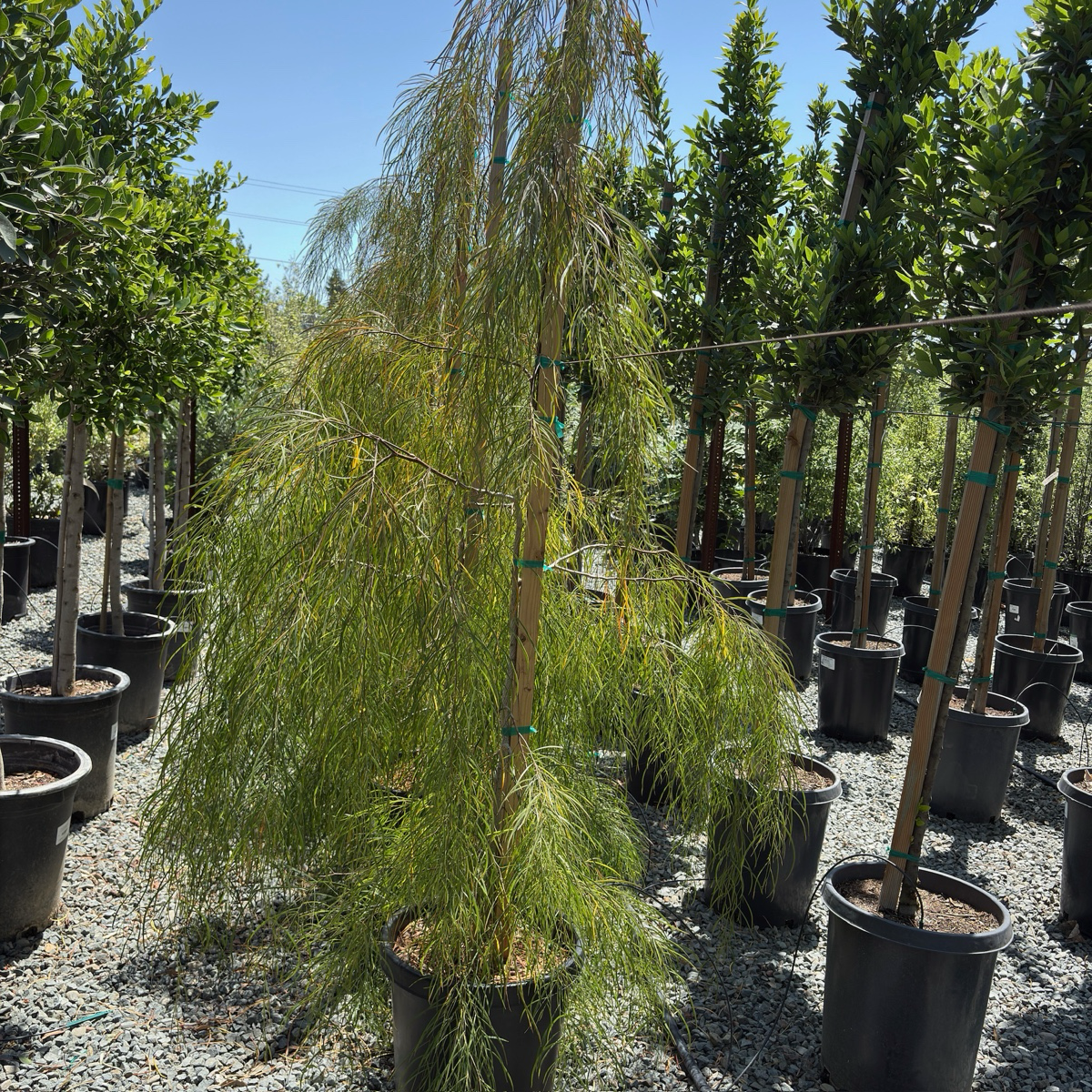 金合欢 Bower Wattle