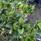 冬青卫矛 Boxleaf Euonymus