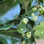 冬青卫矛 Boxleaf Euonymus