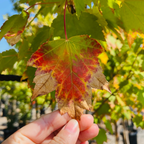 槭树-酒酿红枫 Brandywine Red Maple