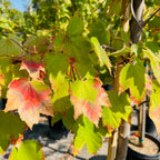 槭树-酒酿红枫 Brandywine Red Maple