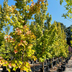 槭树-酒酿红枫 Brandywine Red Maple